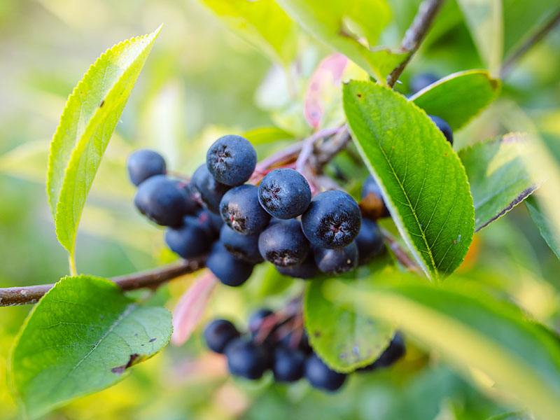 Aronia